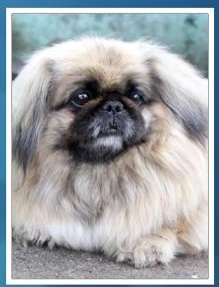 pekinéz