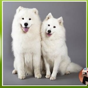 samojed