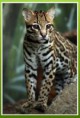 ocelot