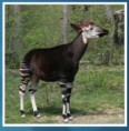 okapi